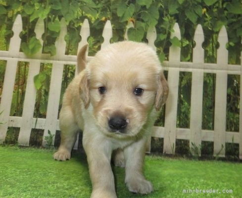 ゴールデンレトリバーの子犬（ID:1252911268）の1枚目の写真/更新日:2022-04-12