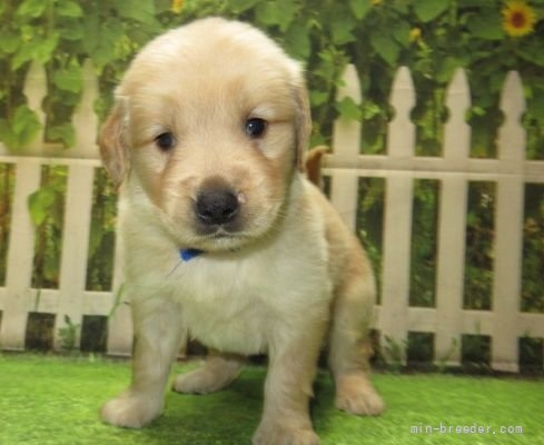 ゴールデンレトリバーの子犬（ID:1252911268）の3枚目の写真/更新日:2022-04-12