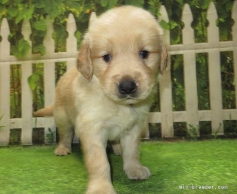 ゴールデンレトリバーの子犬（ID:1252911268）の4枚目の写真/更新日:2022-04-12