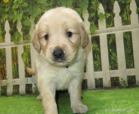 ゴールデンレトリバーの子犬（ID:1252911268）の5枚目の写真/更新日:2022-04-12