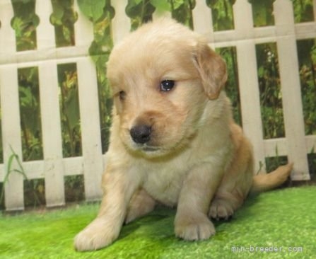 ゴールデンレトリバーの子犬（ID:1252911269）の1枚目の写真/更新日:2022-04-12