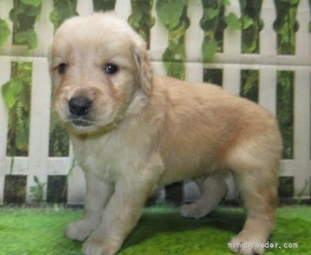 ゴールデンレトリバーの子犬（ID:1252911269）の2枚目の写真/更新日:2022-04-12