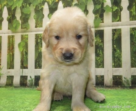 ゴールデンレトリバーの子犬（ID:1252911269）の3枚目の写真/更新日:2022-04-12