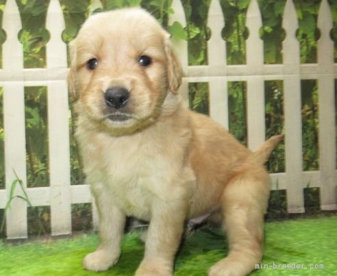 ゴールデンレトリバーの子犬（ID:1252911269）の4枚目の写真/更新日:2022-04-12