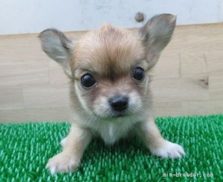 チワワ（ロング）の子犬（ID:1252911272）の1枚目の写真/更新日:2022-05-09