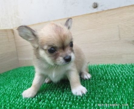 チワワ（ロング）の子犬（ID:1252911272）の2枚目の写真/更新日:2022-05-09