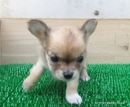チワワ（ロング）の子犬（ID:1252911272）の3枚目の写真/更新日:2022-05-09