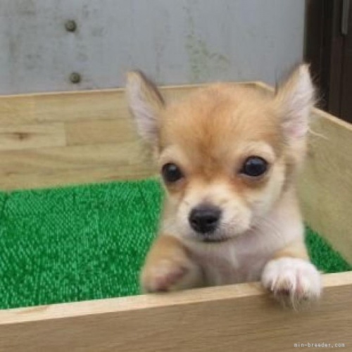 チワワ（ロング）の子犬（ID:1252911273）の1枚目の写真/更新日:2022-05-09