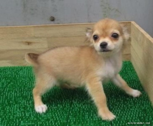 チワワ（ロング）の子犬（ID:1252911273）の2枚目の写真/更新日:2022-05-09
