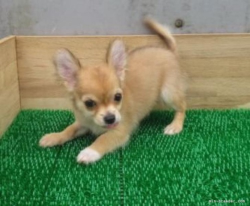 チワワ（ロング）の子犬（ID:1252911273）の3枚目の写真/更新日:2022-05-09