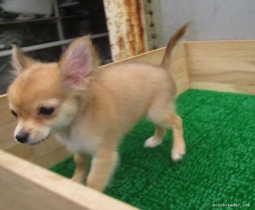 チワワ（ロング）の子犬（ID:1252911273）の4枚目の写真/更新日:2022-05-09
