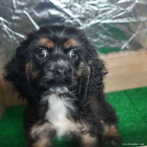 アメリカンコッカースパニエルの子犬（ID:1252911276）の1枚目の写真/更新日:2022-12-04