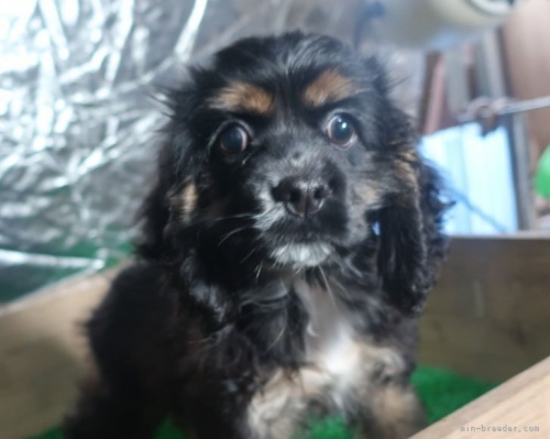 アメリカンコッカースパニエルの子犬（ID:1252911276）の2枚目の写真/更新日:2023-01-14