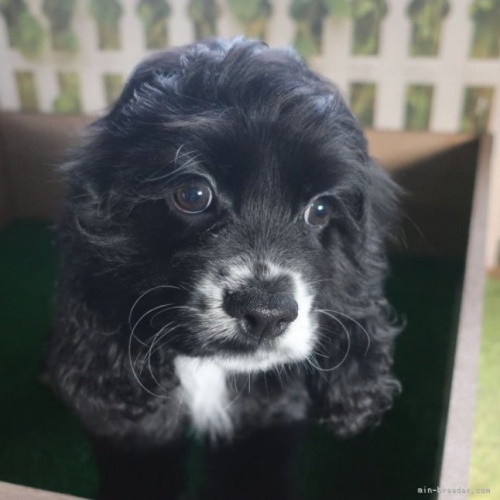 アメリカンコッカースパニエルの子犬（ID:1252911277）の1枚目の写真/更新日:2022-12-04
