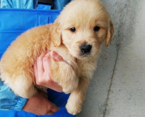 ゴールデンレトリバーの子犬（ID:1252911284）の4枚目の写真/更新日:2024-01-17