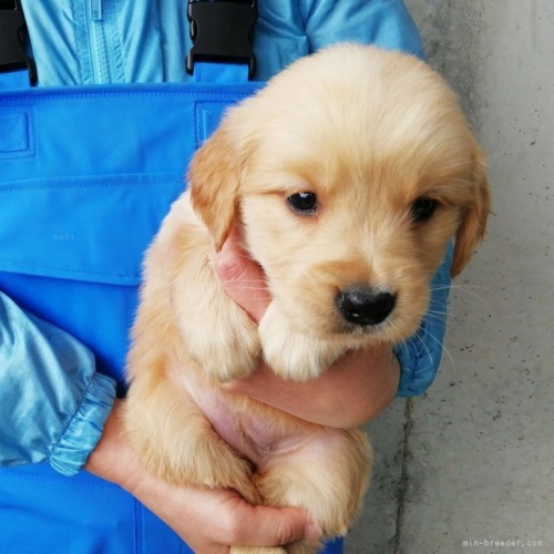 ゴールデンレトリバーの子犬（ID:1252911285）の1枚目の写真/更新日:2024-01-17
