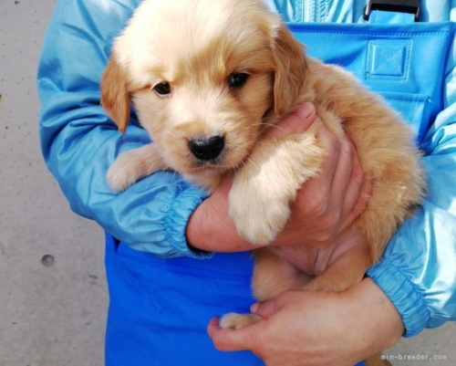 ゴールデンレトリバーの子犬（ID:1252911285）の3枚目の写真/更新日:2024-01-17