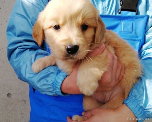 ゴールデンレトリバーの子犬（ID:1252911285）の4枚目の写真/更新日:2024-01-17