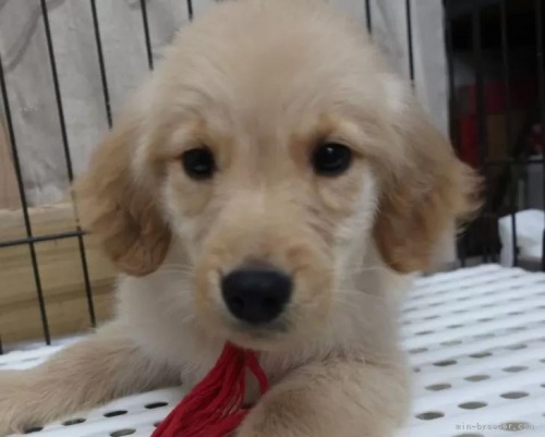 ゴールデンレトリバーの子犬（ID:1252911286）の5枚目の写真/更新日:2024-01-29