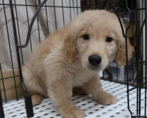 ゴールデンレトリバーの子犬（ID:1252911288）の3枚目の写真/更新日:2024-01-17