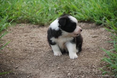 ボーダーコリーの子犬（ID:1253011016）の3枚目の写真/更新日:2023-08-30