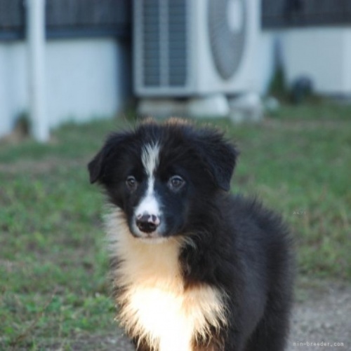 ボーダーコリーの子犬（ID:1253011019）の1枚目の写真/更新日:2023-08-31