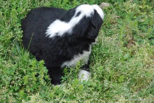 ボーダーコリーの子犬（ID:1253011020）の2枚目の写真/更新日:2022-11-08