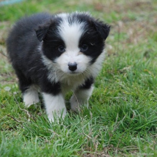 ボーダーコリーの子犬（ID:1253011025）の1枚目の写真/更新日:2022-11-29