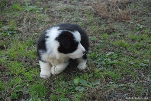 ボーダーコリーの子犬（ID:1253011025）の2枚目の写真/更新日:2022-11-29