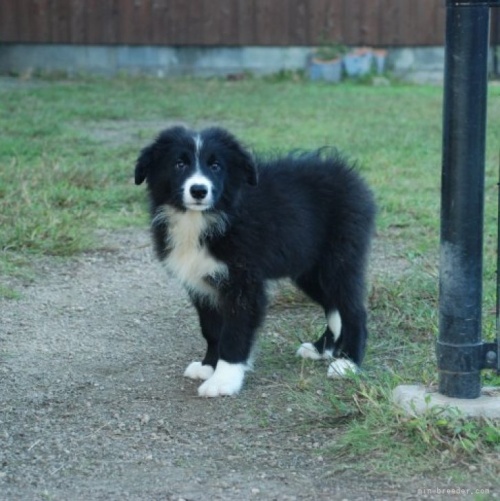 ボーダーコリーの子犬（ID:1253011029）の1枚目の写真/更新日:2023-08-31