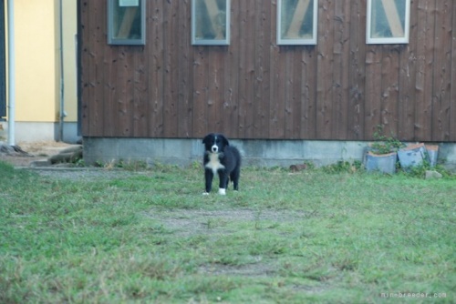 ボーダーコリーの子犬（ID:1253011029）の3枚目の写真/更新日:2023-08-31