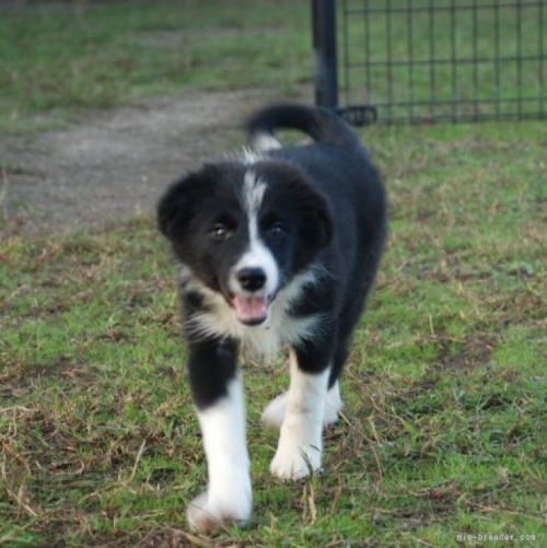 ボーダーコリーの子犬（ID:1253011037）の1枚目の写真/更新日:2023-08-31