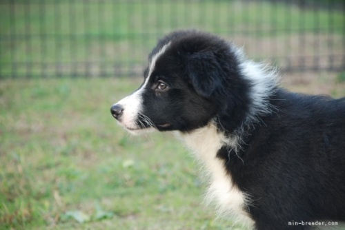 ボーダーコリーの子犬（ID:1253011037）の2枚目の写真/更新日:2023-08-31