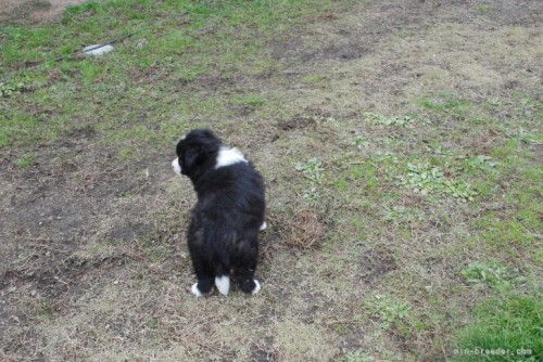 ボーダーコリーの子犬（ID:1253011038）の2枚目の写真/更新日:2022-05-18