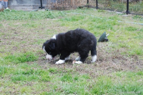 ボーダーコリーの子犬（ID:1253011038）の3枚目の写真/更新日:2022-05-18