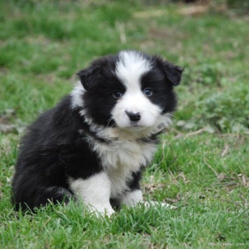 ボーダーコリーの子犬（ID:1253011043）の1枚目の写真/更新日:2022-08-26