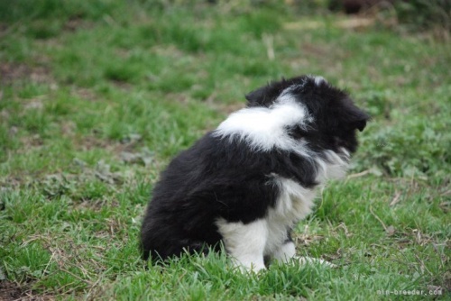 ボーダーコリーの子犬（ID:1253011043）の2枚目の写真/更新日:2022-08-26