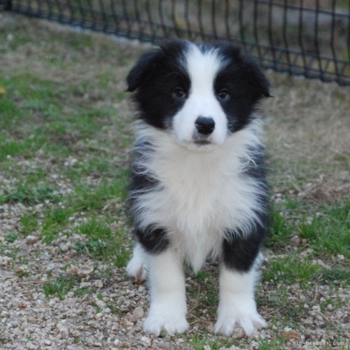 ボーダーコリーの子犬（ID:1253011044）の1枚目の写真/更新日:2022-08-31