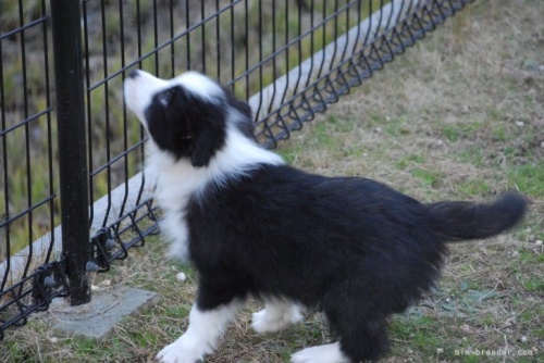 ボーダーコリーの子犬（ID:1253011044）の3枚目の写真/更新日:2022-08-31