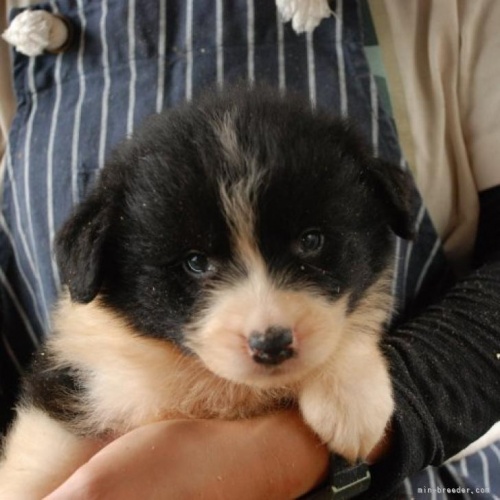 ボーダーコリーの子犬（ID:1253011048）の1枚目の写真/更新日:2022-08-26