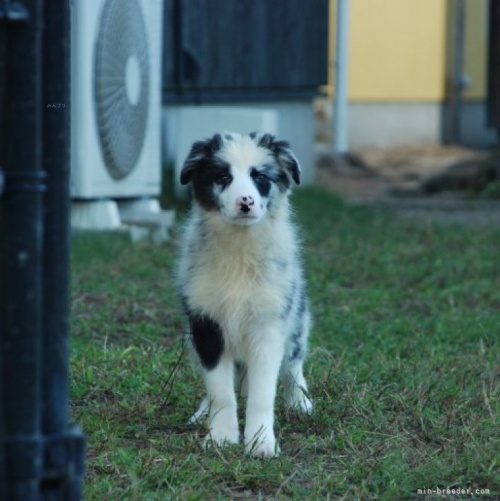 ボーダーコリーの子犬（ID:1253011050）の1枚目の写真/更新日:2023-09-27