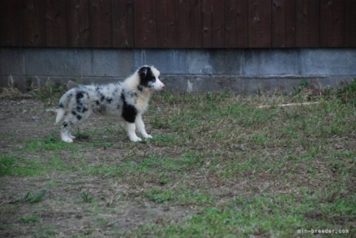 ボーダーコリーの子犬（ID:1253011050）の2枚目の写真/更新日:2023-08-22