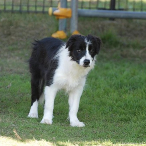 ボーダーコリーの子犬（ID:1253011053）の1枚目の写真/更新日:2022-11-22