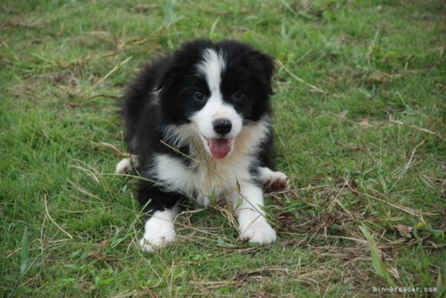 ボーダーコリーの子犬（ID:1253011053）の2枚目の写真/更新日:2022-10-01