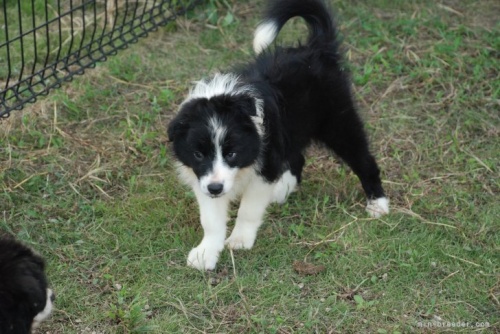 ボーダーコリーの子犬（ID:1253011053）の3枚目の写真/更新日:2022-10-01