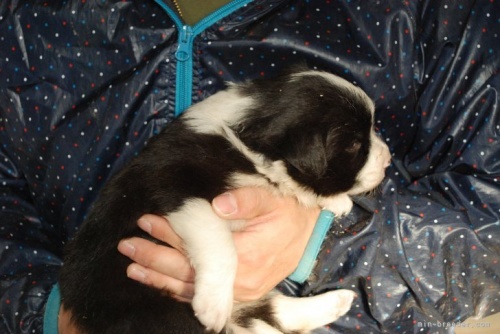 ボーダーコリーの子犬（ID:1253011057）の3枚目の写真/更新日:2022-05-18