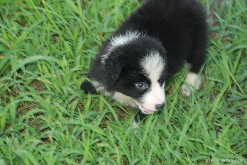 ボーダーコリーの子犬（ID:1253011059）の2枚目の写真/更新日:2022-05-18