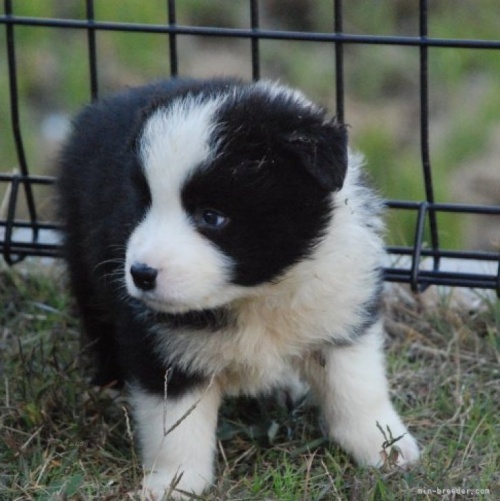 ボーダーコリーの子犬（ID:1253011063）の1枚目の写真/更新日:2022-11-22