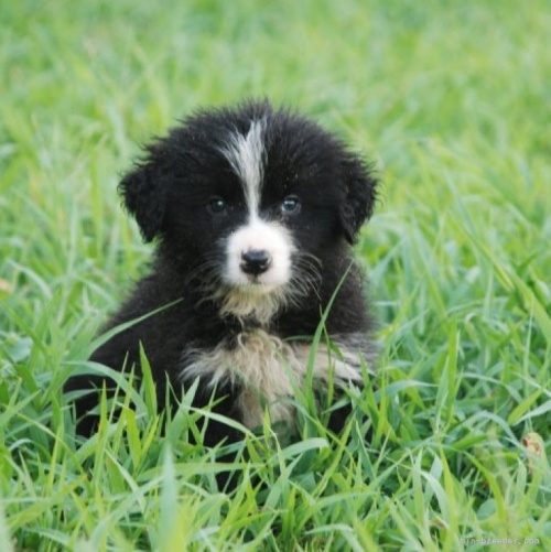 ボーダーコリーの子犬（ID:1253011074）の1枚目の写真/更新日:2022-05-18