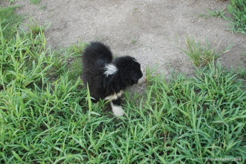 ボーダーコリーの子犬（ID:1253011074）の3枚目の写真/更新日:2022-05-18